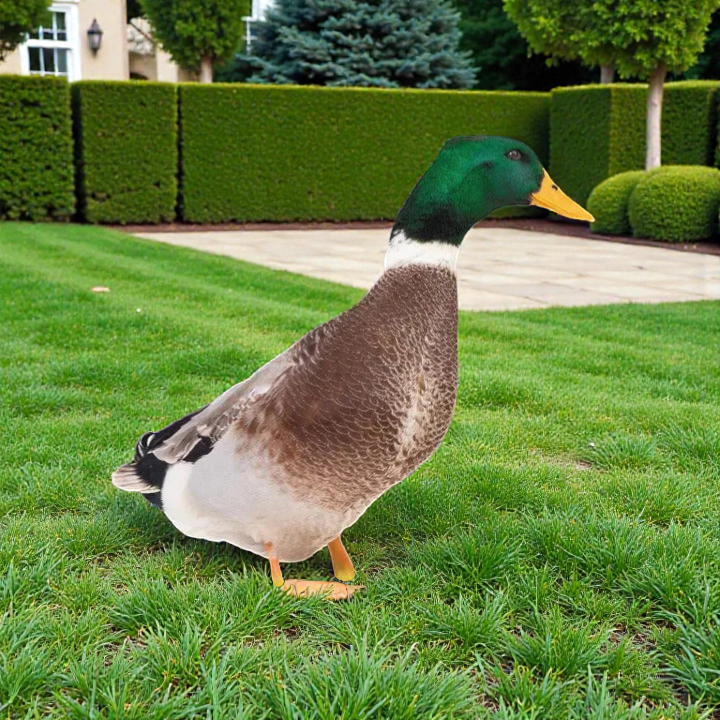 Lifelike Duck Garden Sculpture | Weather-Resistant Outdoor Accent for Charming Decor 2