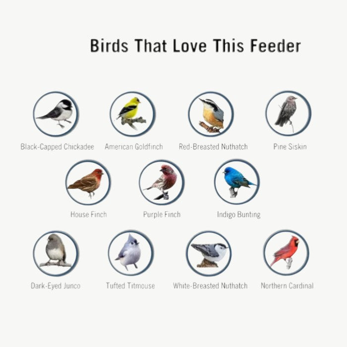 Squirrel Defender | Squirrel Proof Bird Feeder with Weight-Activated Perch | Durable Metal Design for Uninterrupted Bird Feeding 5